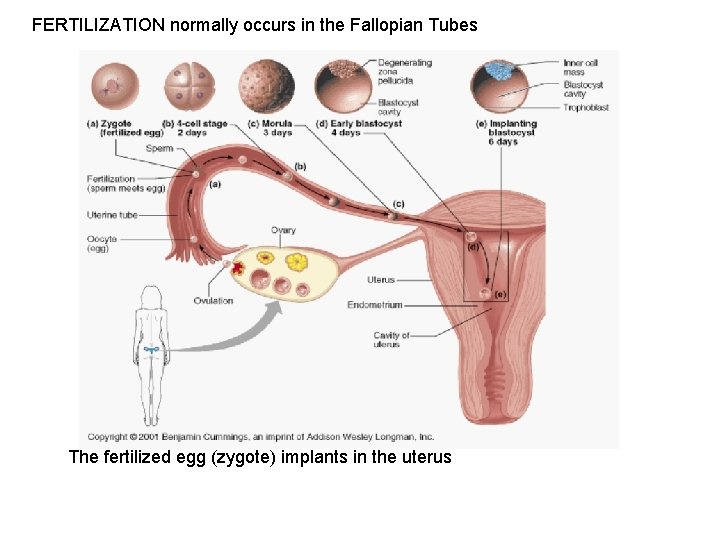 FERTILIZATION normally occurs in the Fallopian Tubes The fertilized egg (zygote) implants in the