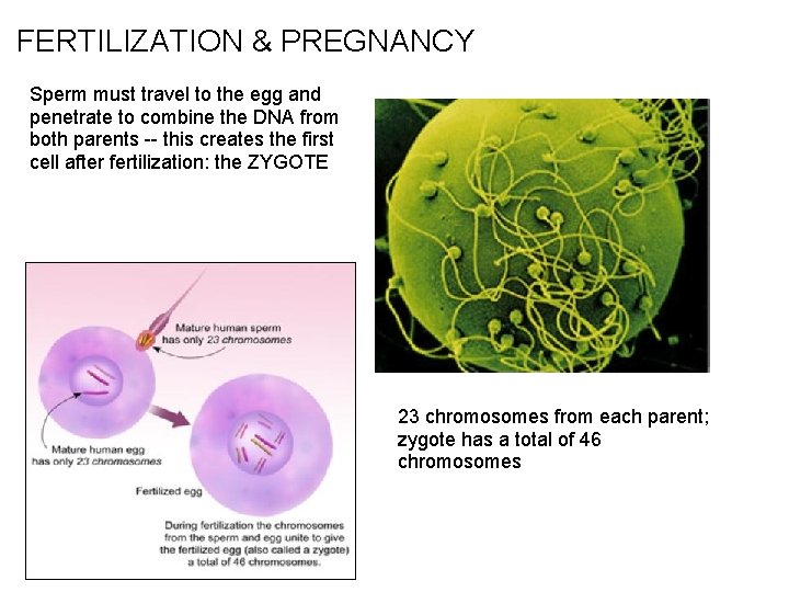 FERTILIZATION & PREGNANCY Sperm must travel to the egg and penetrate to combine the