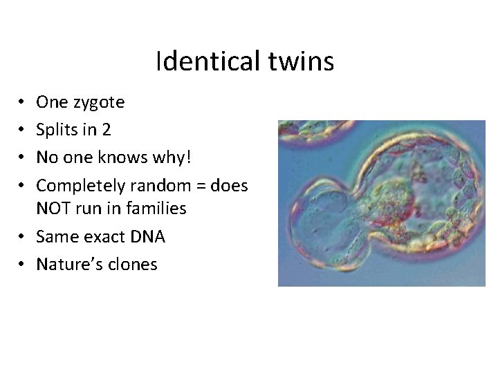 Identical twins One zygote Splits in 2 No one knows why! Completely random =