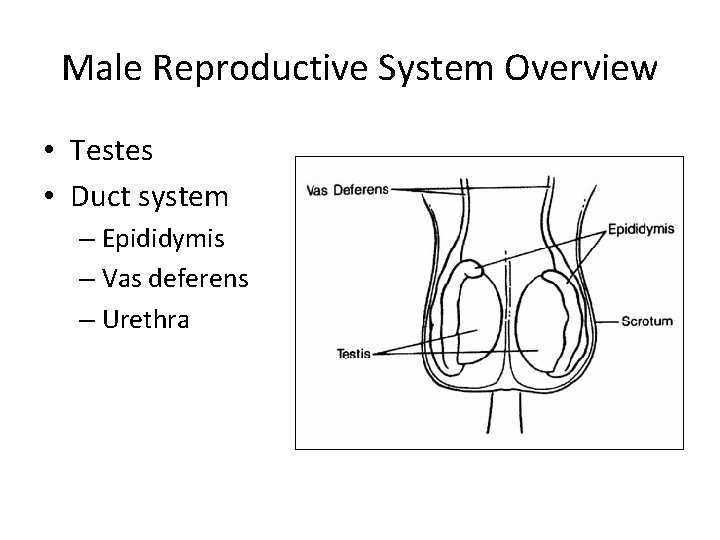 Male Reproductive System Overview • Testes • Duct system – Epididymis – Vas deferens