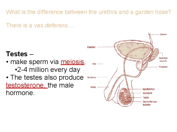 What is the difference between the urethra and a garden hose? There is a