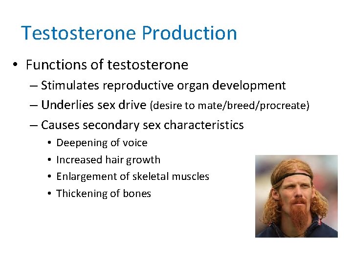 Testosterone Production • Functions of testosterone – Stimulates reproductive organ development – Underlies sex