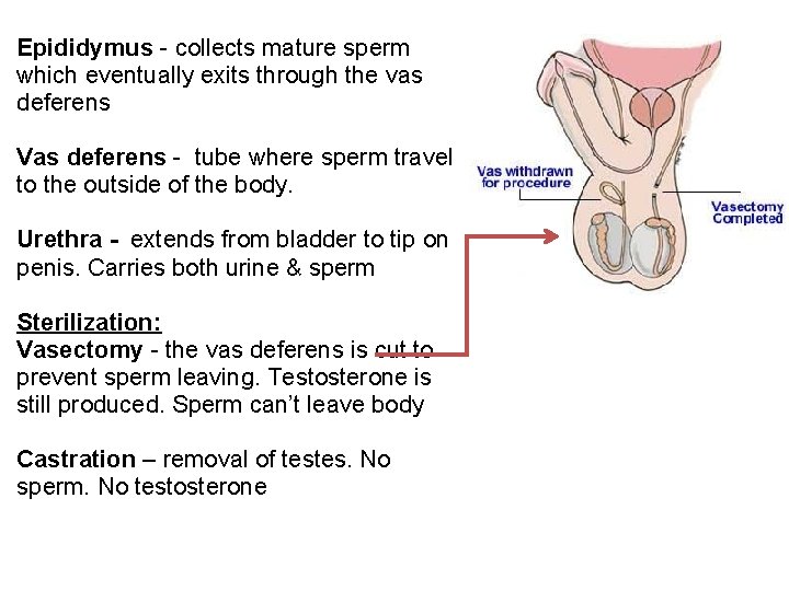 Epididymus - collects mature sperm which eventually exits through the vas deferens Vas deferens