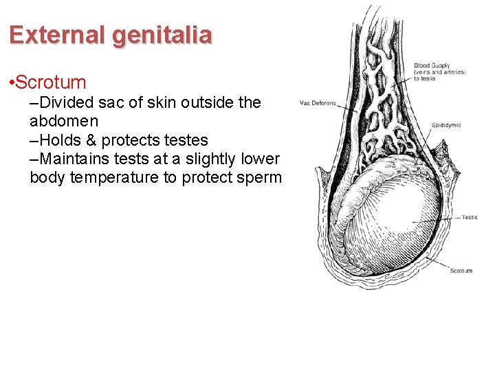 External genitalia • Scrotum –Divided sac of skin outside the abdomen –Holds & protects