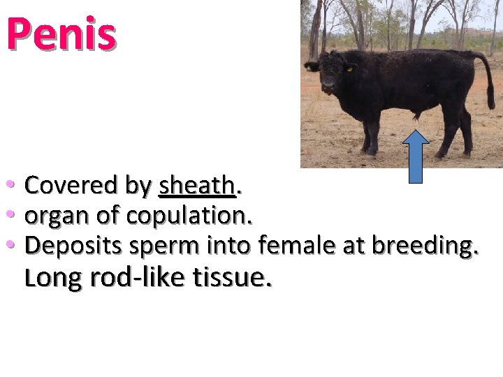 Penis • Covered by sheath. • organ of copulation. • Deposits sperm into female