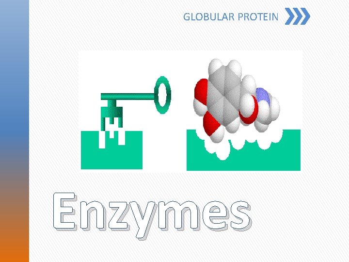 GLOBULAR PROTEIN Enzymes 