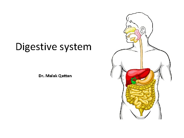 Digestive system Dr. Malak Qattan 