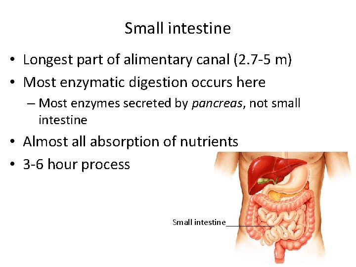 Small intestine • Longest part of alimentary canal (2. 7 -5 m) • Most