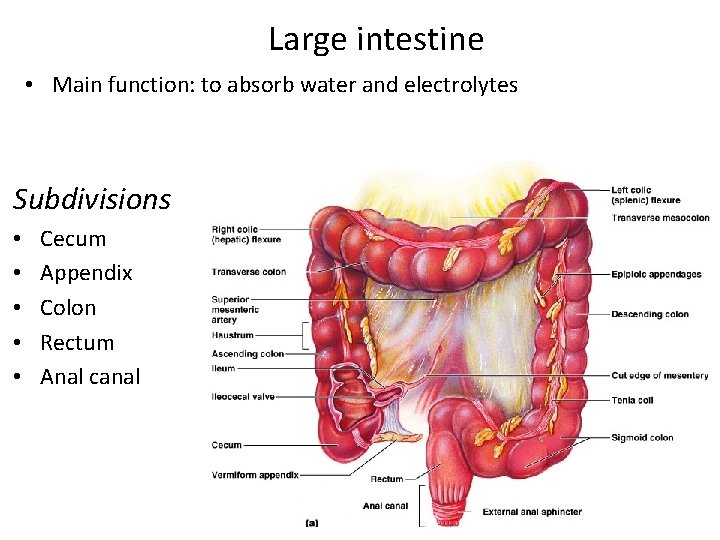 Large intestine • Main function: to absorb water and electrolytes Subdivisions • • •