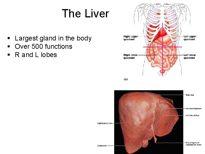 The Liver § Largest gland in the body § Over 500 functions § R