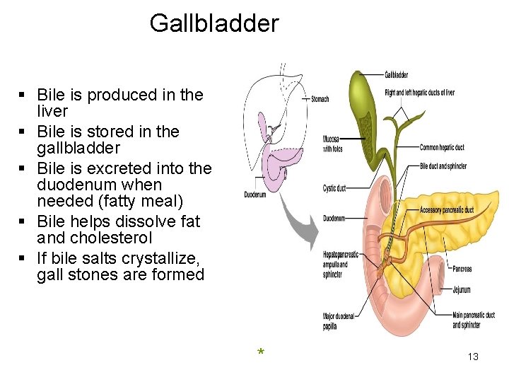 Gallbladder § Bile is produced in the liver § Bile is stored in the