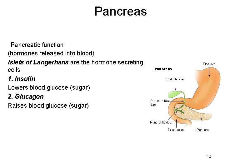 Pancreas Pancreatic function (hormones released into blood) Islets of Langerhans are the hormone secreting