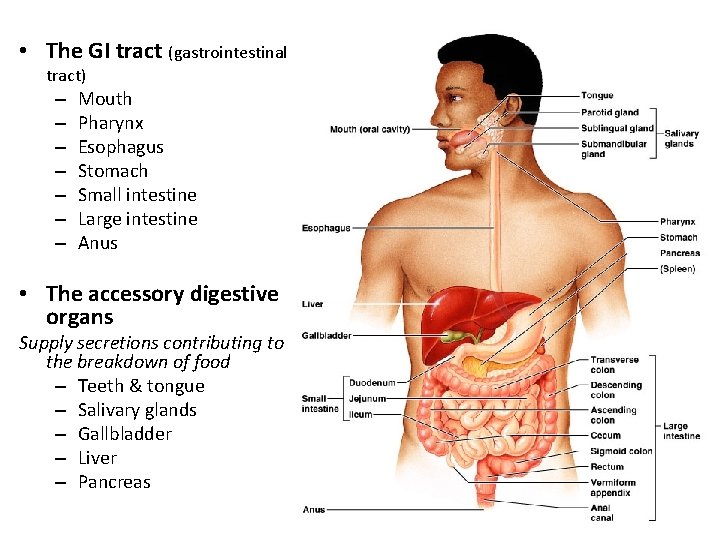  • The GI tract (gastrointestinal tract) – – – – Mouth Pharynx Esophagus