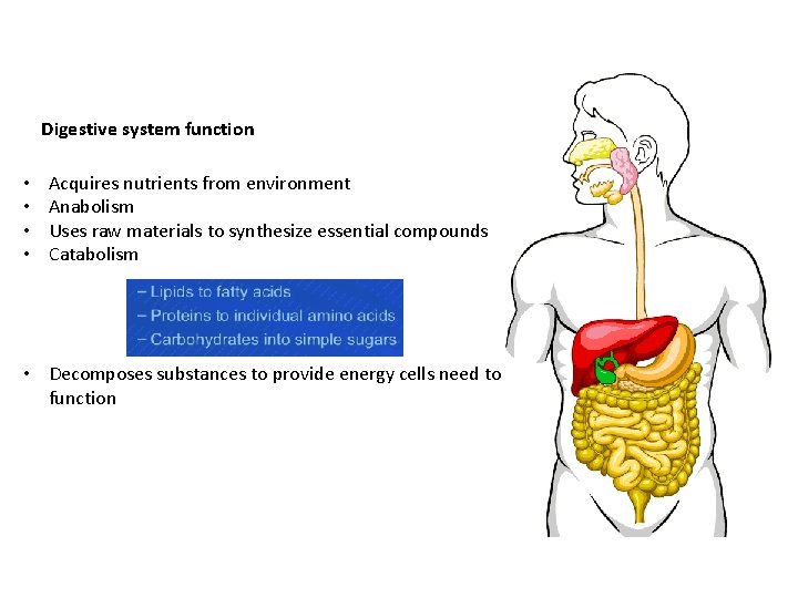 Digestive system function • • Acquires nutrients from environment Anabolism Uses raw materials to