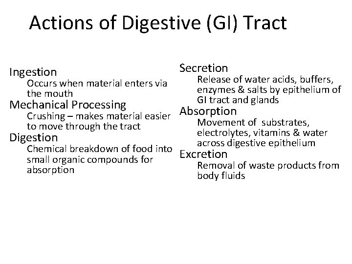 Actions of Digestive (GI) Tract Ingestion Occurs when material enters via the mouth Mechanical