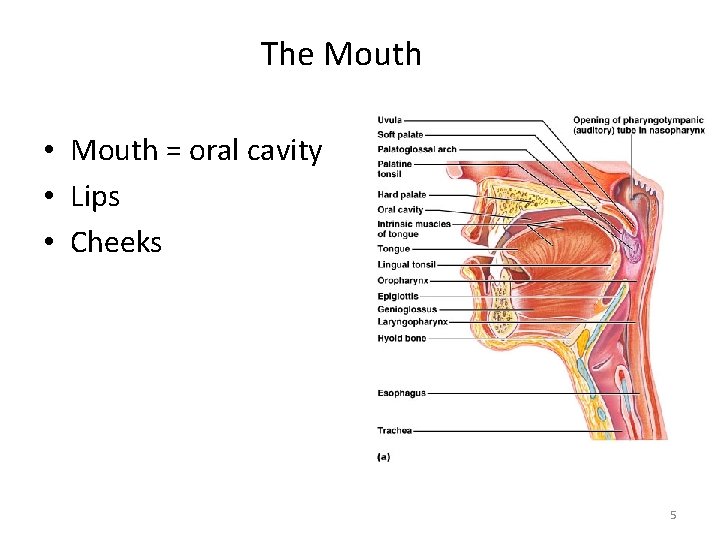 The Mouth • Mouth = oral cavity • Lips • Cheeks 5 
