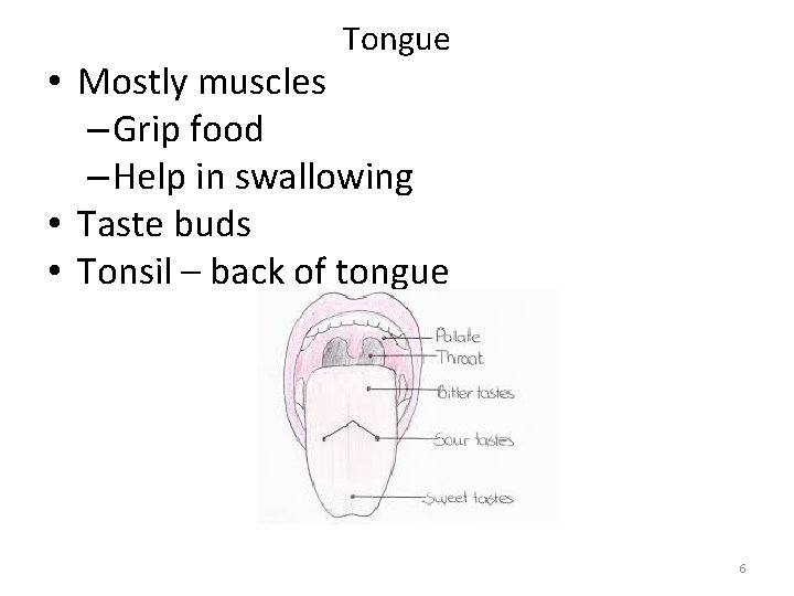 Tongue • Mostly muscles – Grip food – Help in swallowing • Taste buds
