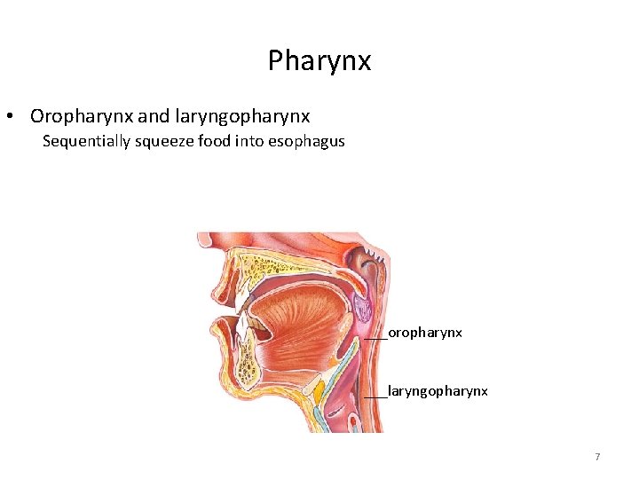 Pharynx • Oropharynx and laryngopharynx Sequentially squeeze food into esophagus ___oropharynx ___laryngopharynx 7 