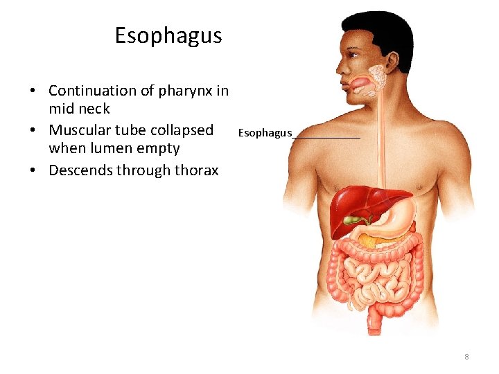 Esophagus • Continuation of pharynx in mid neck • Muscular tube collapsed when lumen