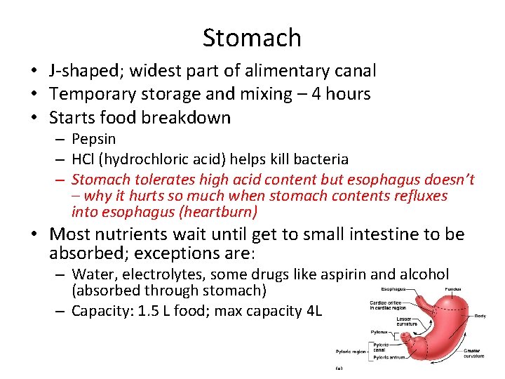 Stomach • J-shaped; widest part of alimentary canal • Temporary storage and mixing –