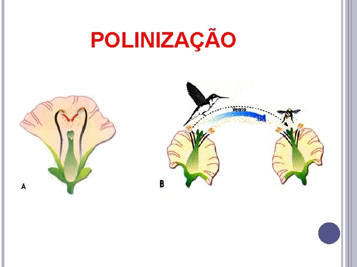 POLINIZAÇÃO 