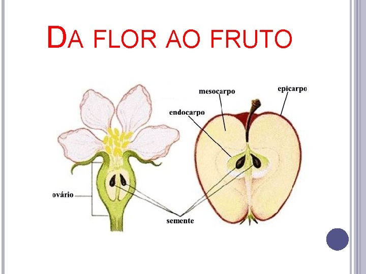 DA FLOR AO FRUTO 