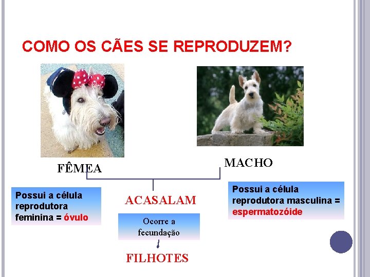 COMO OS CÃES SE REPRODUZEM? MACHO FÊMEA Possui a célula reprodutora feminina = óvulo