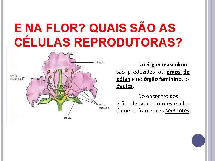 E NA FLOR? QUAIS SÃO AS CÉLULAS REPRODUTORAS? No órgão masculino são produzidos os