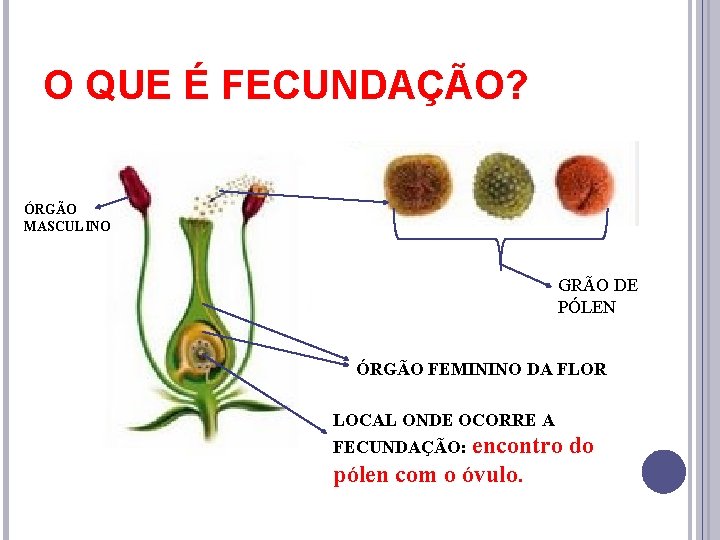 O QUE É FECUNDAÇÃO? ÓRGÃO MASCULINO GRÃO DE PÓLEN ÓRGÃO FEMININO DA FLOR LOCAL