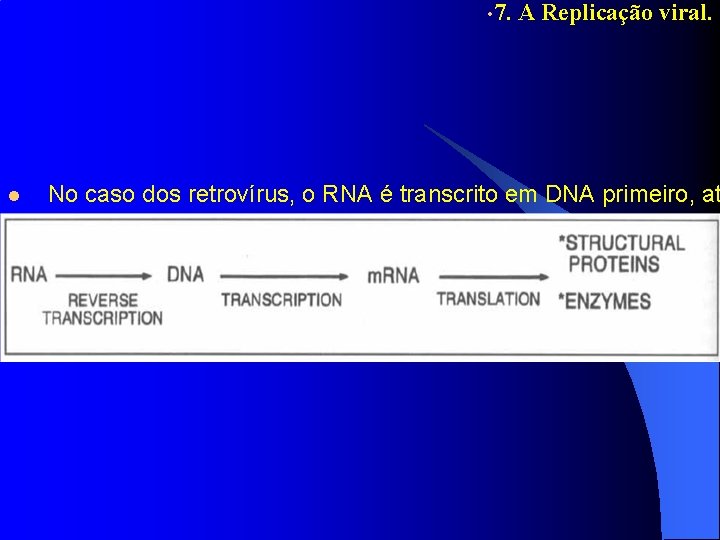  • 7. A Replicação viral. l No caso dos retrovírus, o RNA é