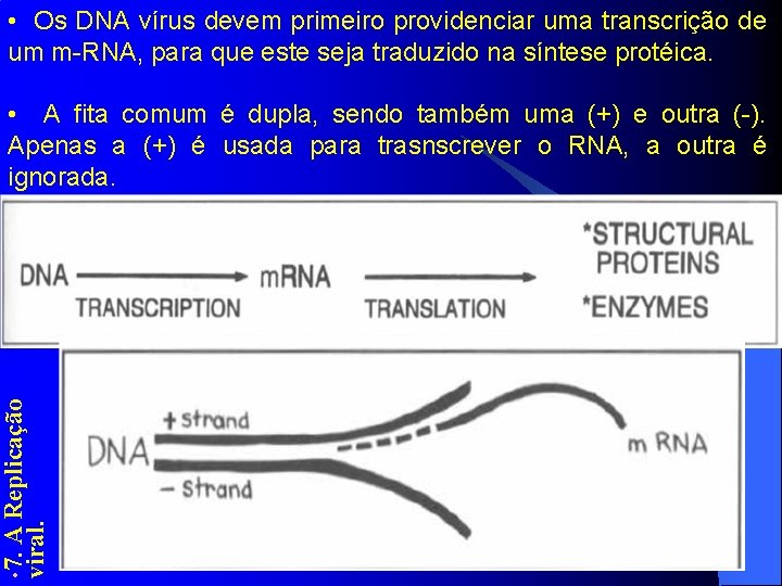  • Os DNA vírus devem primeiro providenciar uma transcrição de um m-RNA, para