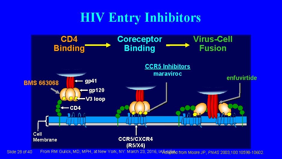 HIV Entry Inhibitors CD 4 Binding Coreceptor Binding CCR 5 Inhibitors maraviroc gp 41