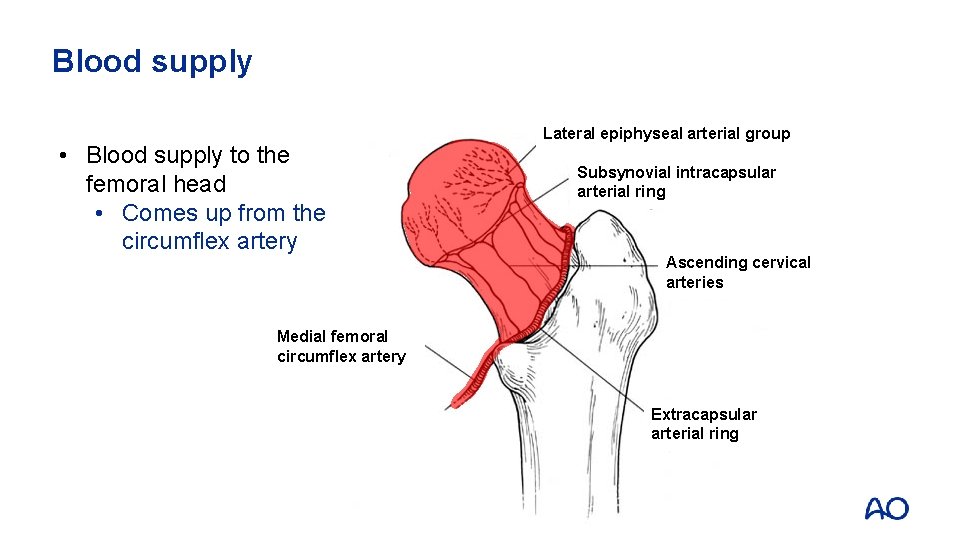 Blood supply • Blood supply to the femoral head • Comes up from the