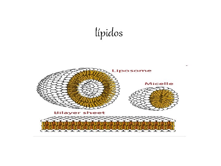 lípidos 