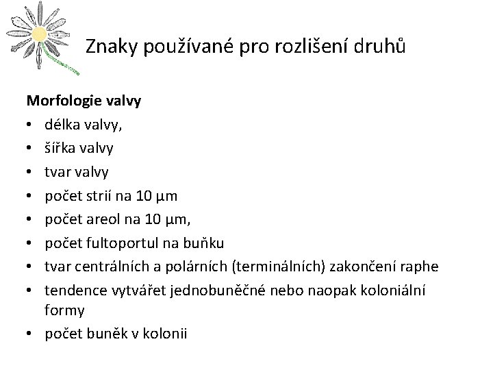 Znaky používané pro rozlišení druhů Morfologie valvy • délka valvy, • šířka valvy •