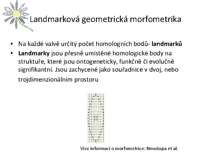 Landmarková geometrická morfometrika • Na každé valvě určitý počet homologních bodů- landmarků • Landmarky