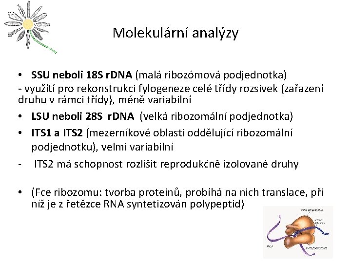 Molekulární analýzy • SSU neboli 18 S r. DNA (malá ribozómová podjednotka) - využítí