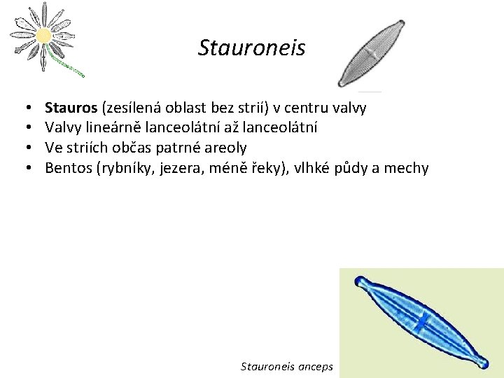 Stauroneis • • Stauros (zesílená oblast bez strií) v centru valvy Valvy lineárně lanceolátní