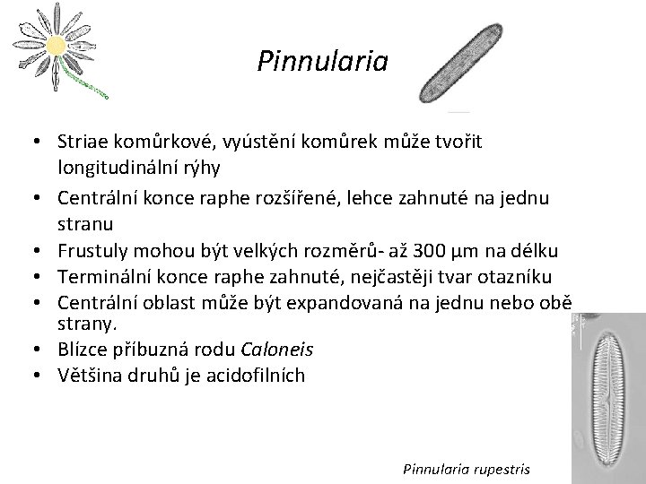 Pinnularia • Striae komůrkové, vyústění komůrek může tvořit longitudinální rýhy • Centrální konce raphe
