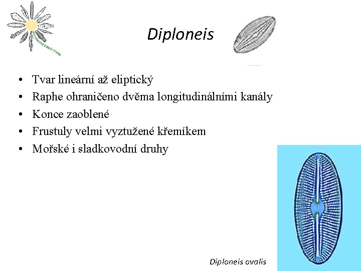 Diploneis • • • Tvar lineární až eliptický Raphe ohraničeno dvěma longitudinálními kanály Konce