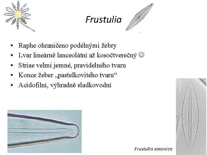 Frustulia • • • Raphe ohraničeno podélnými žebry Lvar lineárně lanceolátní až kosočtverečný Striae