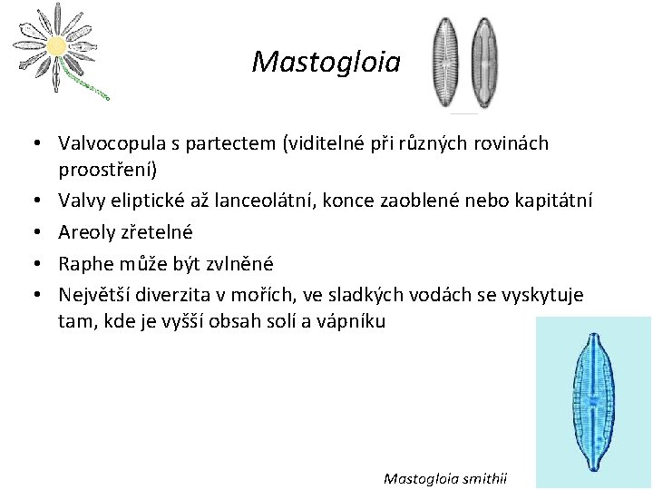 Mastogloia • Valvocopula s partectem (viditelné při různých rovinách proostření) • Valvy eliptické až