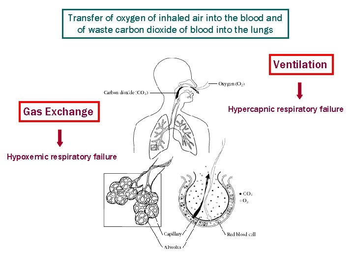 Transfer of oxygen of inhaled air into the blood and of waste carbon dioxide