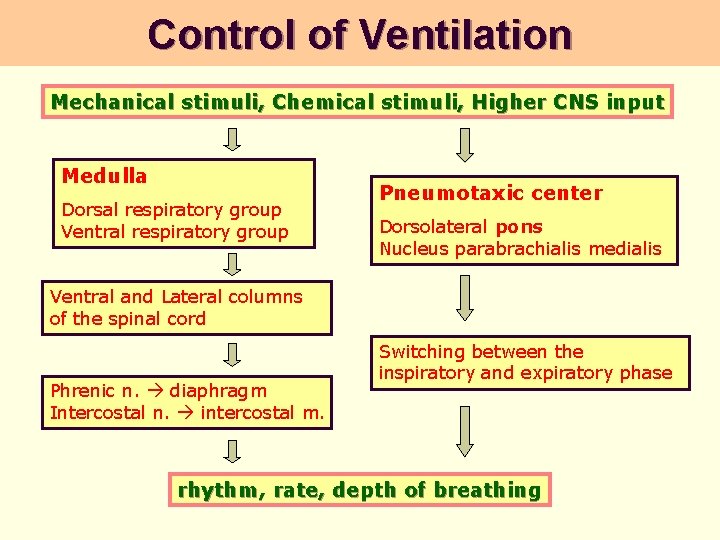 Control of Ventilation Mechanical stimuli, Chemical stimuli, Higher CNS input Medulla Dorsal respiratory group