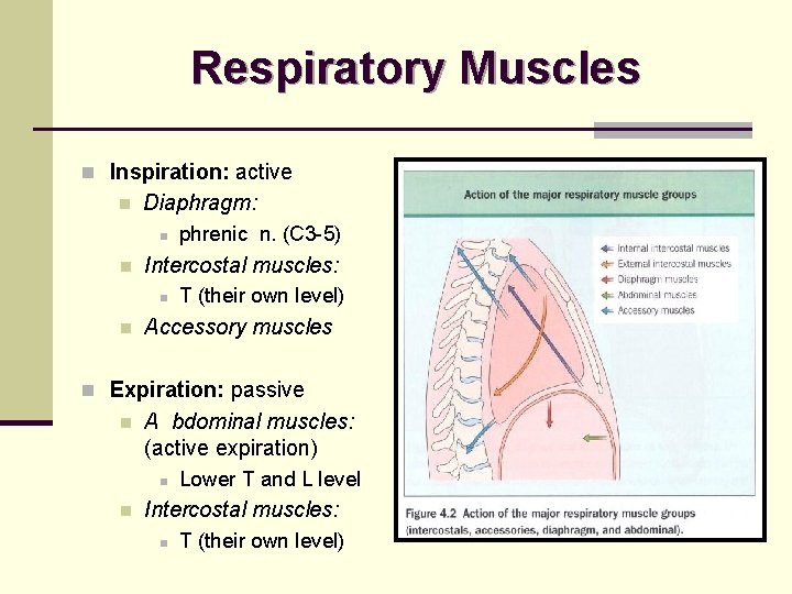 Respiratory Muscles n Inspiration: active n Diaphragm: n n Intercostal muscles: n n phrenic