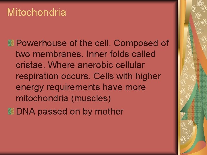 Mitochondria Powerhouse of the cell. Composed of two membranes. Inner folds called cristae. Where
