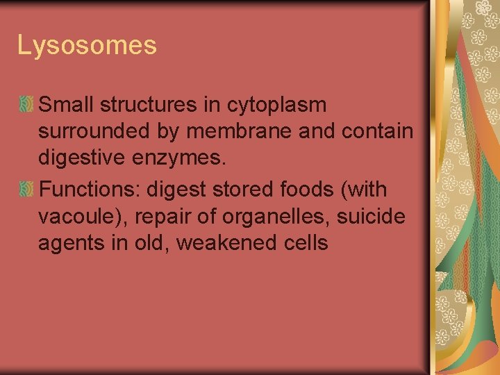 Lysosomes Small structures in cytoplasm surrounded by membrane and contain digestive enzymes. Functions: digest