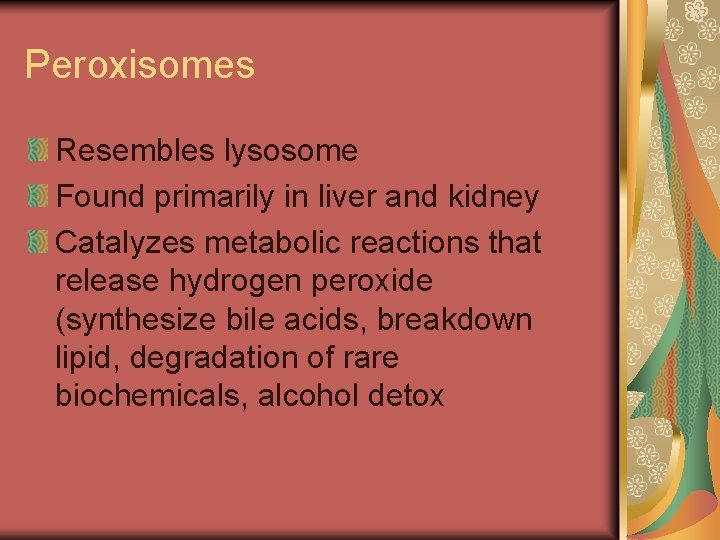 Peroxisomes Resembles lysosome Found primarily in liver and kidney Catalyzes metabolic reactions that release