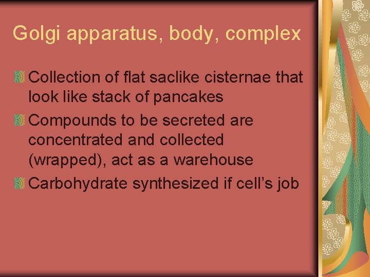 Golgi apparatus, body, complex Collection of flat saclike cisternae that look like stack of