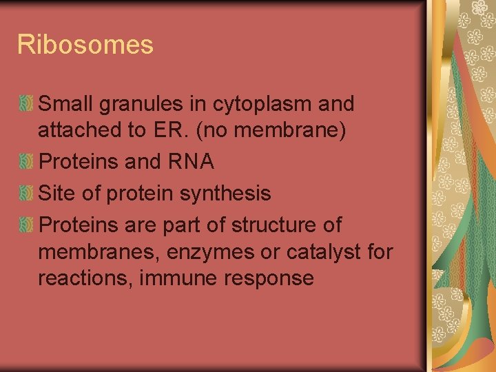 Ribosomes Small granules in cytoplasm and attached to ER. (no membrane) Proteins and RNA